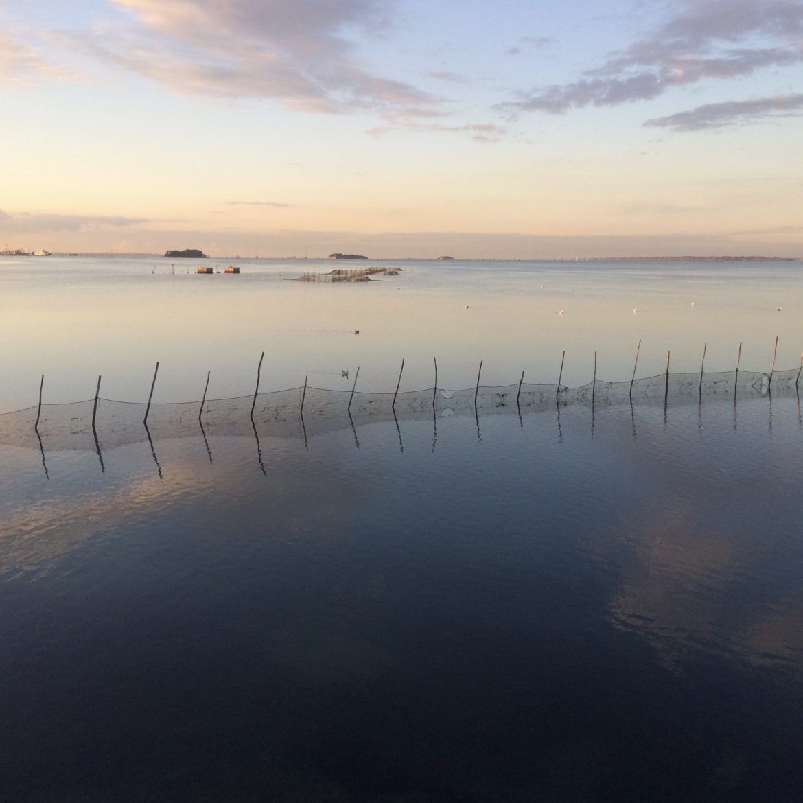 Fish in the Venetian lagoon